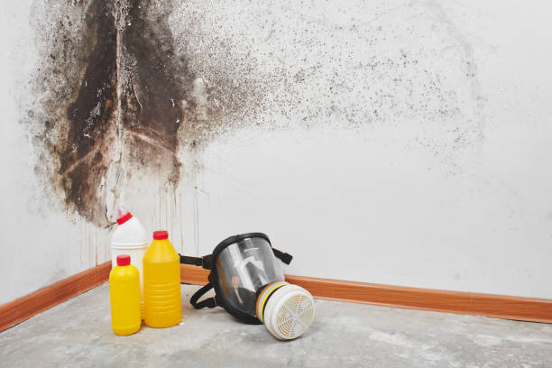 Mold Testing and Removal in Amsterdam, NY