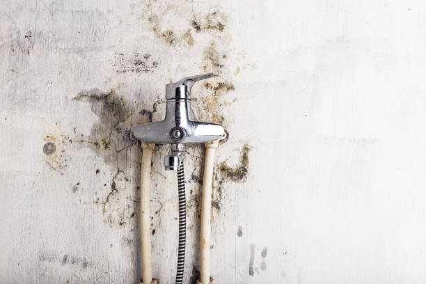 Best Professional Mold Removal  in Amsterdam, NY