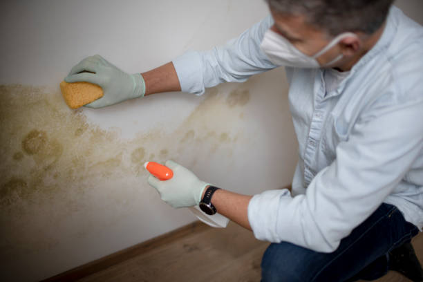 Best Certified Mold Removal  in Amsterdam, NY