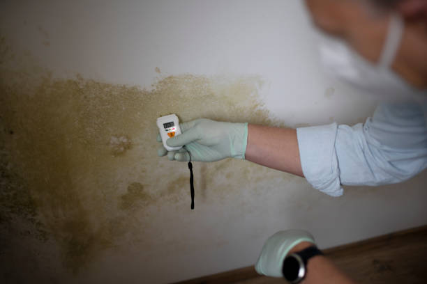 Attic Mold Removal in Amsterdam, NY