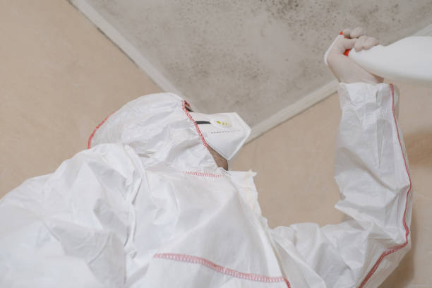 Mold Removal and Inspection in Amsterdam, NY