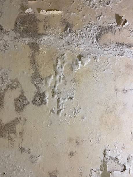 Amsterdam, NY Mold Removal Company