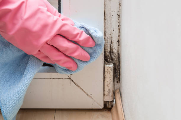 Best Black Mold Removal  in Amsterdam, NY
