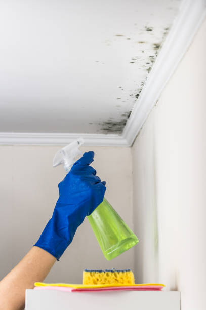 Home Mold Removal in Amsterdam, NY